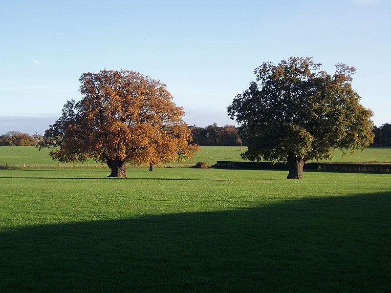 File:Two oak trees - geograph.org.uk - 3222995.jpg