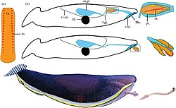 Interpretation of Typhloesus as gastropod Typhloesus interpretation 2022.jpg