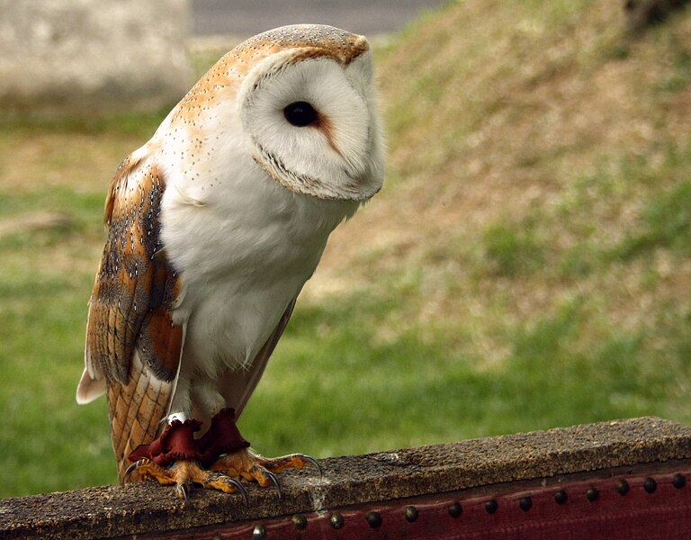 File:Tyto alba.jpg