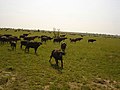 Herd of African buffaloes