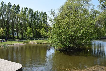 Uitgedieptesiervijverwatervogels