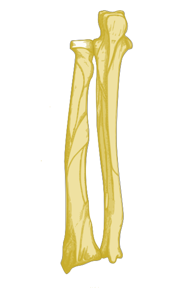 File:Ulna-Radius-Back.svg