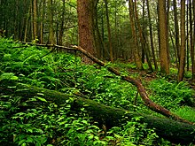 Operated by the New Jersey Division of Parks and Forestry, Stokes State Forest covers 16,025 acres (64.85 km2) on Kittatinny Mountain in Montague, Sandyston, and Frankford townships. It was created by a donation of land to the state by New Jersey Governor Edward C. Stokes in 1907.