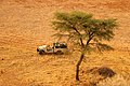 Unterwegs in der Kalahari bei Grünental (2017)