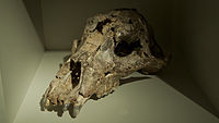 Ursus deningeri, voorouder van de holenbeer - Grand Curtius