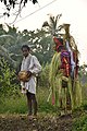 Uruva Banta Performer- Kori Kambla is a distinct agriculture-based celebration in Tulunadu