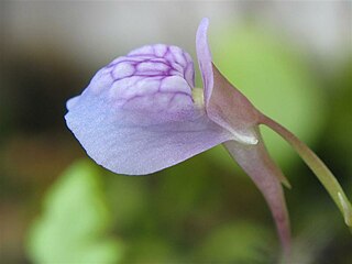 <i>Utricularia graminifolia</i> Species of carnivorous plant