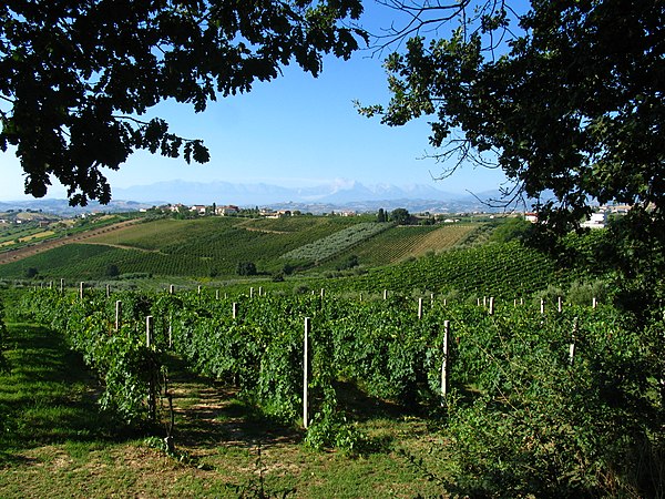 A typical Italian vineyard scene, with vines growing alongside olive trees