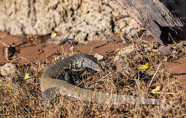 Nile monitor (Varanus niloticus), Chobe National Park