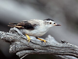 Varied sittella Species of bird