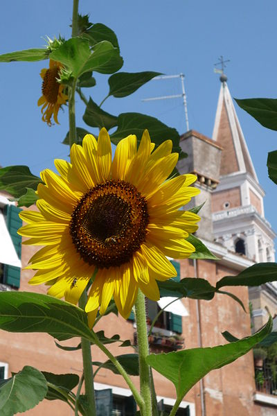 File:Venezia, girasoli e campanile.JPG