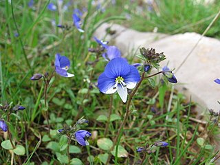 <i>Veronica syriaca</i> Species of flowering plant in the family Plantaginaceae