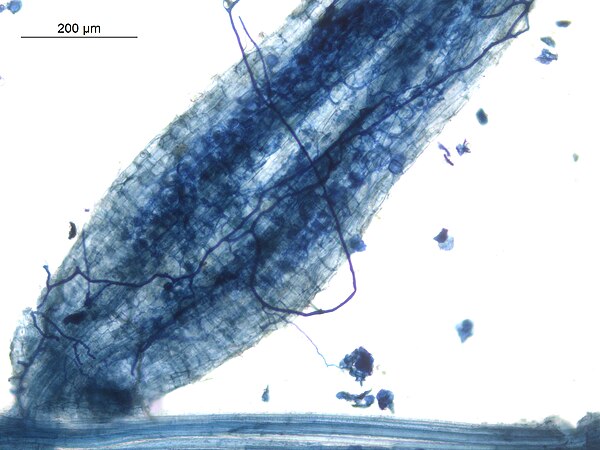 Arbuscles and hyphae in Vesicular Arbuscular Mycorhizae in root of Macrotyloma uniflorum Root Iissue