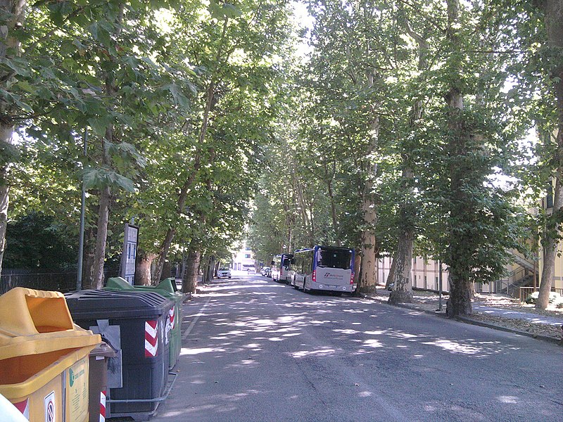 File:Viale Guglielmo Marconi, viale alberato a platani, con autobus in sosta (Rovigo).jpg