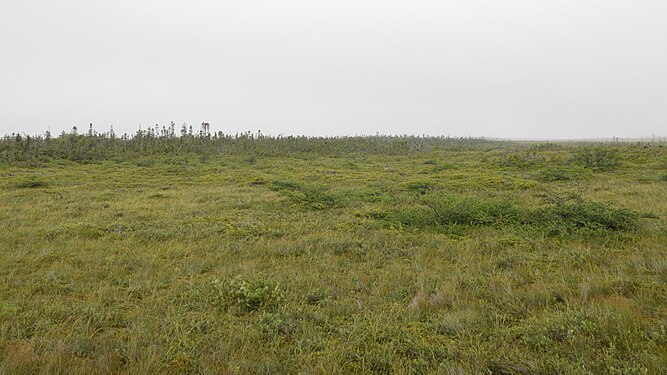 View from Western Brook Pond Trail