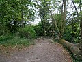 The Pilgrims' Way track as seen from the White Horse Stone.