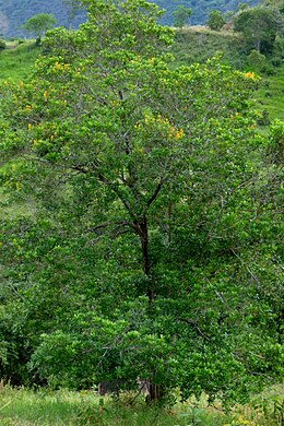 Vochysia ferruginea