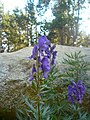 Català: Tossa Plana de Lles-Puigpedrós (Cerdanya, Alt Urgell) (Lles de Cerdanya, les Valls de Valira, Meranges i altres). Fotos preses en una excursió del refugi de Malniu als estanys de Malniu i Mal. This is a a photo of a natural area in Catalonia, Spain, with id: ES510205 Object location 42° 27′ 00″ N, 1° 42′ 00″ E  View all coordinates using: OpenStreetMap