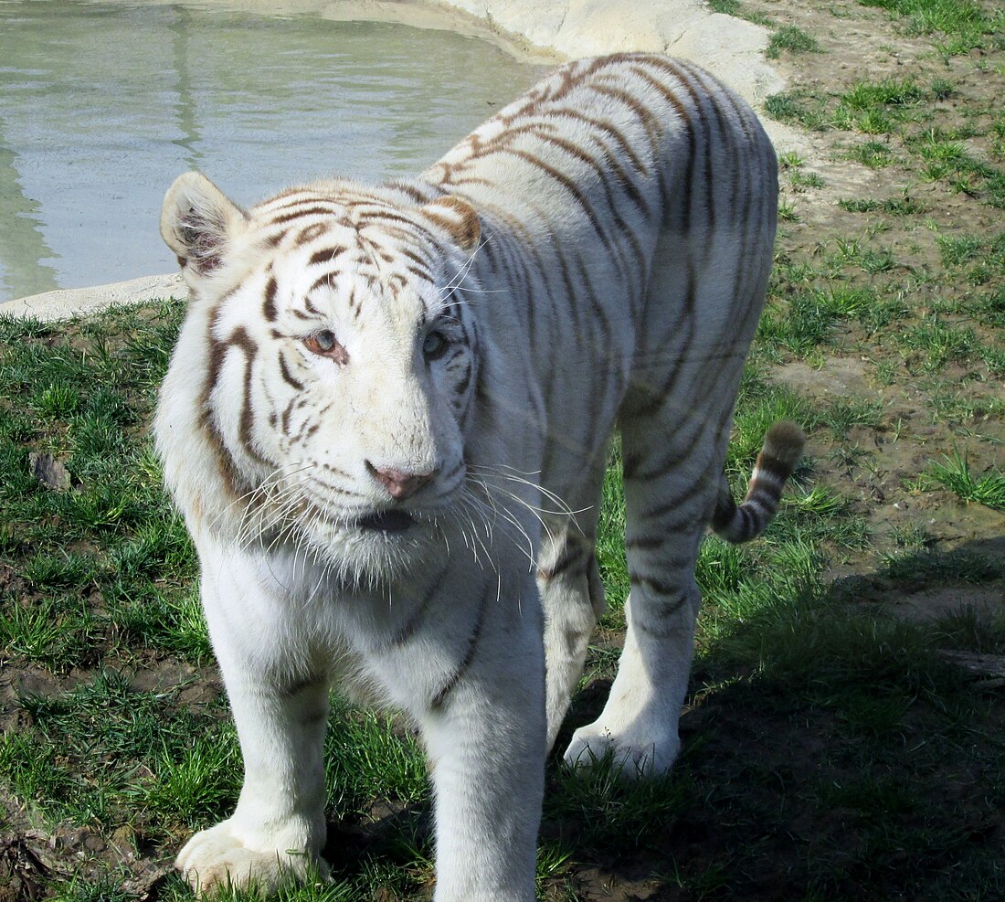 File:WCWTIGER.JPG