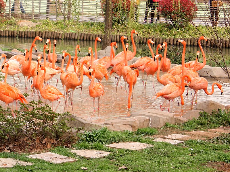 File:WUHAN ZOO.jpg