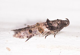 <i>Walshia miscecolorella</i> Species of moth
