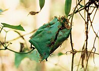 Гніздо мурашок з листя (мурашки-ткачі Oecophylla)