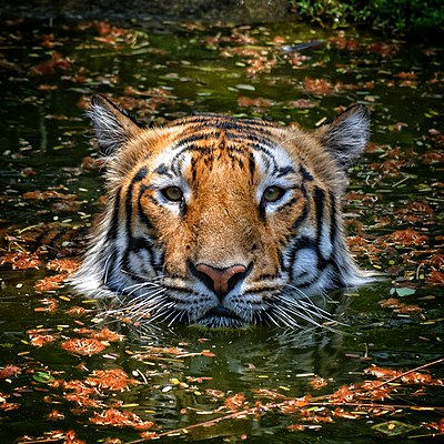List of zoos in India