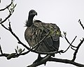 White-rumped Vulture (Gyps bengalensis) - Flickr - Lip Kee (3).jpg