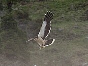 White-throated Caracara (Phalcoboenus albogularis) (15772940998) (cropped).jpg