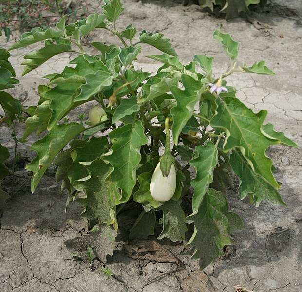 File:WhiteEggplant.jpg