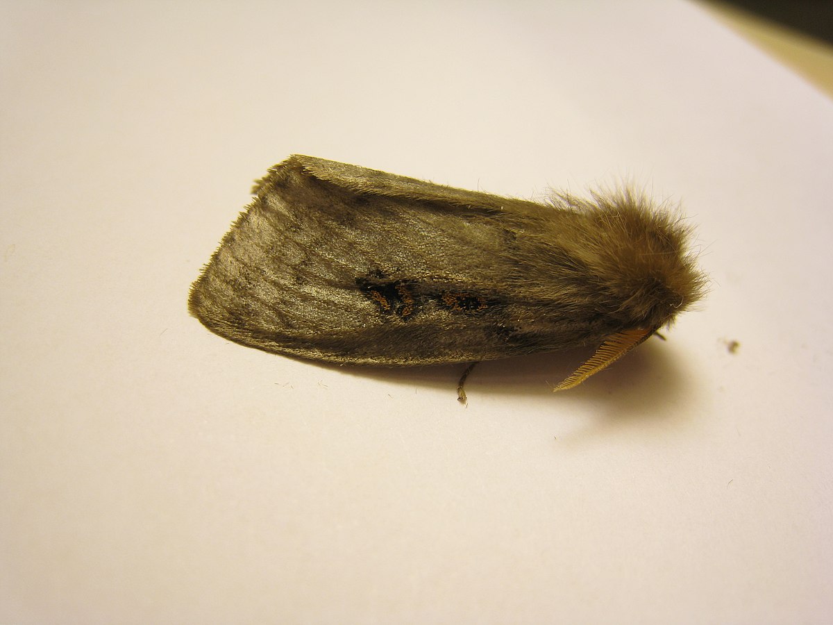 File:White Cedar Moth (5482051484).jpg - Wikimedia Commons