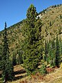 The Whitebark Pine, Pinus albicaulis, at حديقة جبل رينييه.