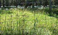 Wire fence in Vibble, Gotland.jpg