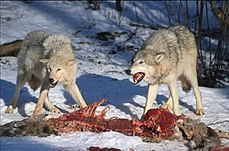 Wolves Kill.jpg