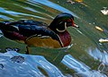 * Nomination The Wood Duck --Fabian Roudra Baroi 20:00, 7 January 2023 (UTC) * Decline  Oppose Tilted and oddly cropped. Sorry. --Valo139 20:05, 7 January 2023 (UTC)