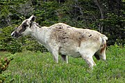 Woodland Caribou, Newfoundland.jpg