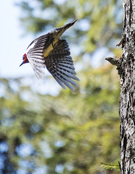 File:Woodpecker flight 393 (34255962690).jpg