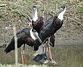 * Nomination Wooly Necked Stork. --Fitindia 11:52, 24 November 2018 (UTC) * Decline  Oppose Quite small resolution, and per the guidelines : "Foreground and background objects should not be distracting." (Composition) --Basile Morin 13:20, 24 November 2018 (UTC)