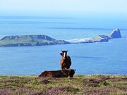 Worms Head Gower.jpg