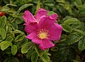 * Nomination Flower of Rosa rugosa. By User:Przykuta --Mechanik rowerowy 17:16, 1 December 2023 (UTC) * Promotion Good quality. --Kritzolina 10:42, 9 December 2023 (UTC)