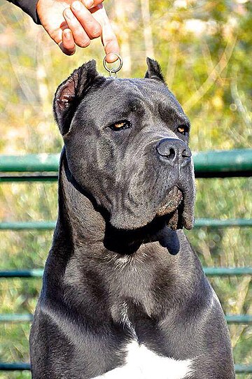 Cane corso