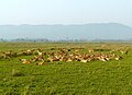 * Nomination Yarding behaviour of barasinha Rucervus duvaucelii in Kaziranga National Park, Assam. By User:Ajtjohnsingh --PJeganathan 16:24, 23 June 2017 (UTC) * Promotion  Comment Tilted to the right (CW) and also the WB is IMHO wrong. --C messier 06:58, 29 June 2017 (UTC)  Done Please check now C messier--Shankar Raman 09:43, 30 June 2017 (UTC)  Support OK for me. --C messier 12:41, 7 July 2017 (UTC)