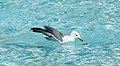 * Nomination Yellow-legged gull (Larus michahellis) in the water outside L'Hemisfèric. --KTC 11:40, 15 March 2015 (UTC) * Promotion  Weak support QI for me, despite the shallow DOF. --C messier 07:52, 23 March 2015 (UTC)