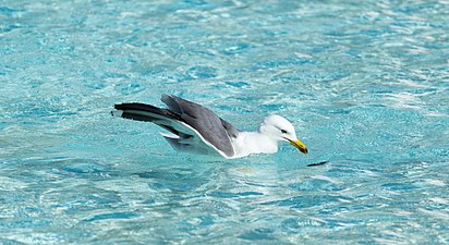 Yellow-legged gull, outside L'Hemisfèric