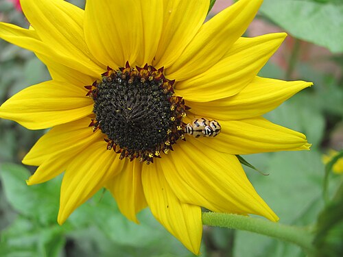 yellow ladybirds