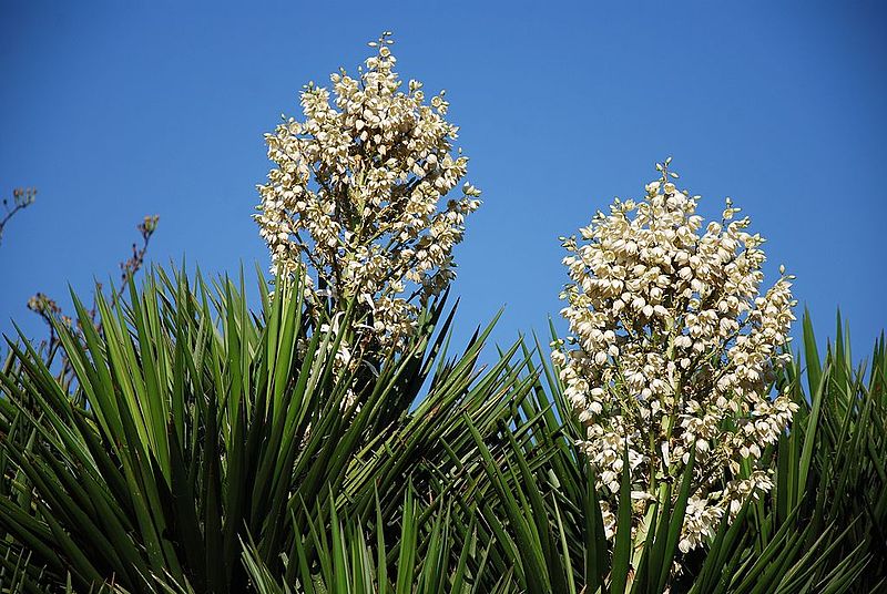 Yucca periculosa, una de las plantas conservadas en el jardín