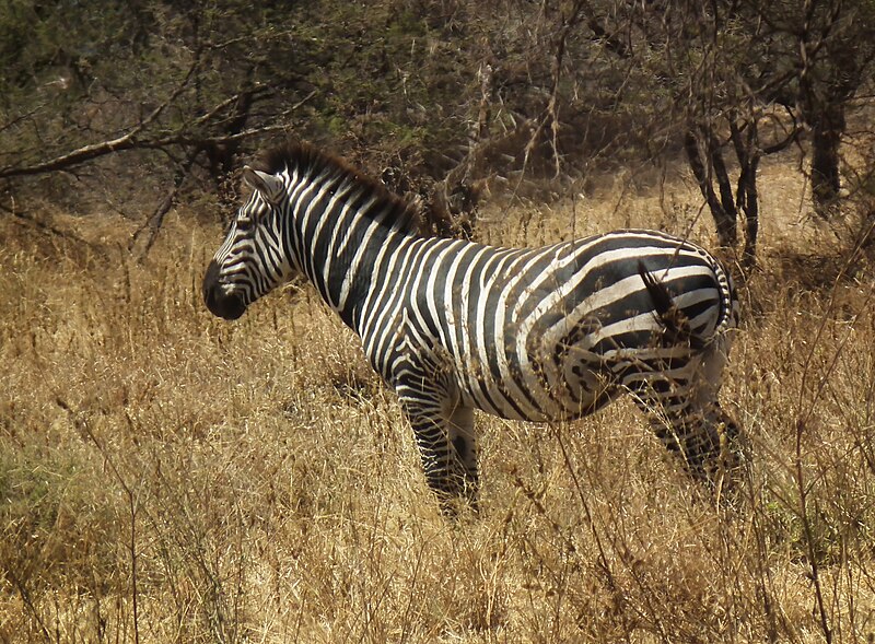 File:Zebras in Tanzania 0486 Nevit.jpg