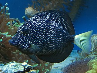 <i>Zebrasoma gemmatum</i> Species of fish