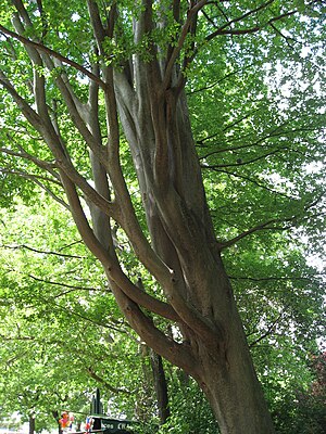 Zelkova carpinifolia 01 by Line1.JPG