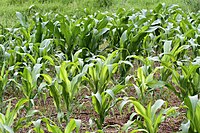 Maize plants with severe zinc deficiency in the foreground, with healthier plants (planted at the same time) in the background. Zinc-deficient maize plants.jpg